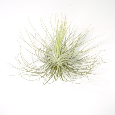 Planta Tillandsia verde claro sobre fundo branco
