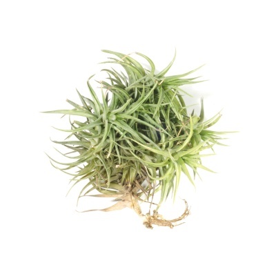 Planta Tillandsia verde com raízes secas sobre fundo branco
