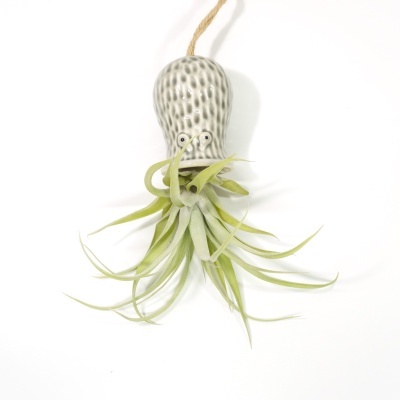 Vaso de cerâmica cinzento com planta air plant suspenso por corda