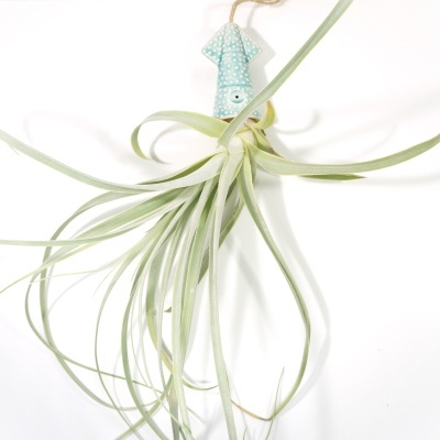 Planta aérea verde com suporte decorativo azul em forma de lula