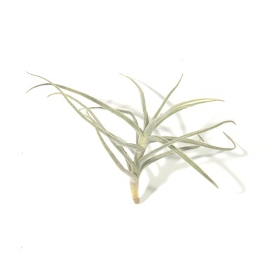 Planta Tillandsia com folhas verdes acinzentadas sobre fundo branco