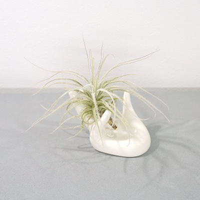 Planta Tillandsia no vaso branco em forma de mão