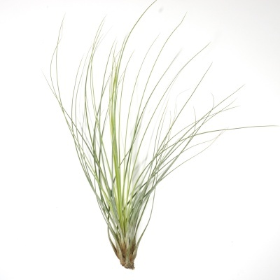 Planta Tillandsia com folhas verdes finas e longas sobre fundo branco