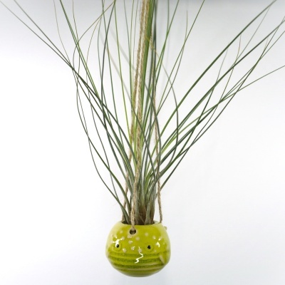 Vaso cerâmico suspenso verde com plantas finas e cordas de sisal