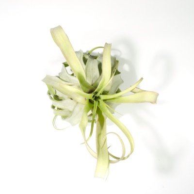 Planta Tillandsia folhas verdes curvas