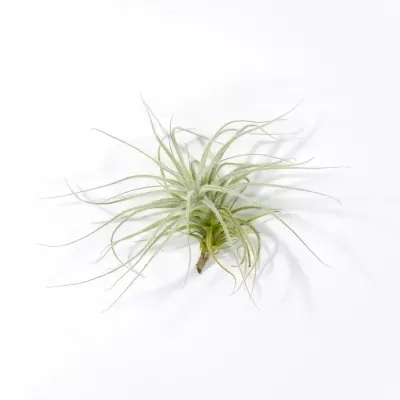 Planta aérea Tillandsia Tectorum de tamanho pequeno fotografada em ângulo sobre um fundo branco