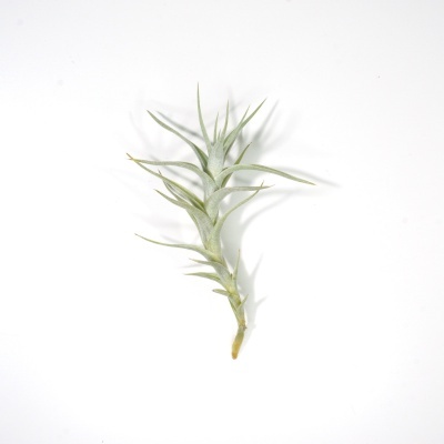 Planta Tillandsia verde-acinzentada com folhas finas