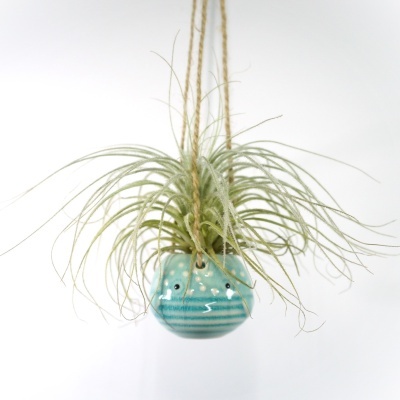 Vaso suspenso em cerâmica azul com planta de folhas finas verdes