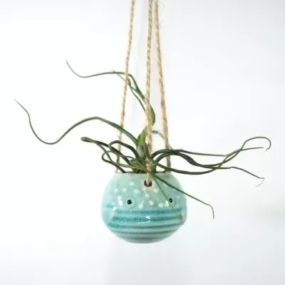 Planta tillandsia bulbosa em suporte de cerâmica suspenso peixe-balão