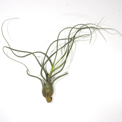 Planta Tillandsia bulbosa com folhas finas e curvas em fundo branco