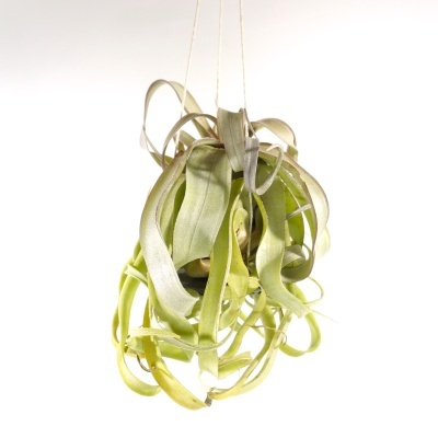 Planta Tillandsia suspensa por cordas com folhas verdes onduladas