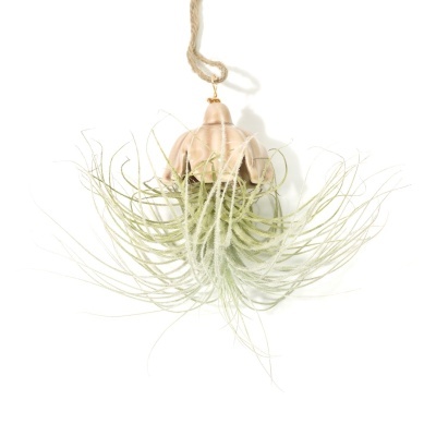 Planta Tillandsia pendurada com suporte em cerâmica e corda natural