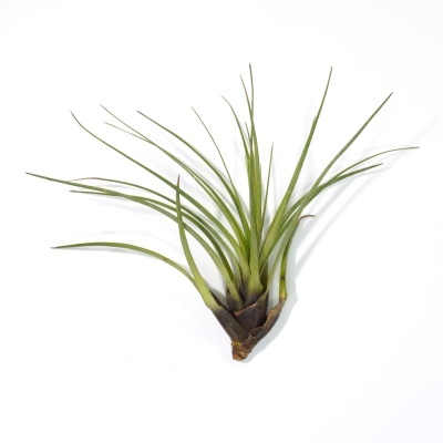 Planta Tillandsia com folhas verdes finas e base castanha