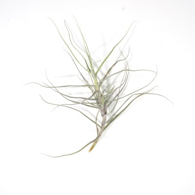 Planta Tillandsia com folhas finas verdes
