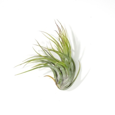 Planta Tillandsia aérea com folhas verdes longas e finas em fundo branco