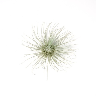 Planta Tillandsia air plant com folhas finas verdes