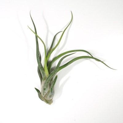Planta Tillandsia verde com folhas longas e finas sobre fundo branco