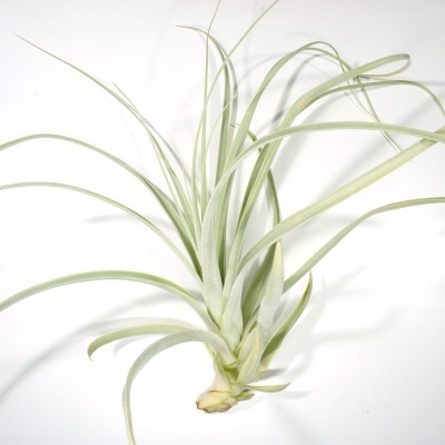 planta aérea Tillandsia com folhas finas e longas em fundo branco