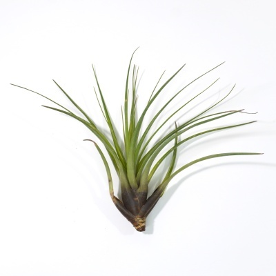 Planta Tillandsia com folhas verdes e base castanha sobre fundo branco.