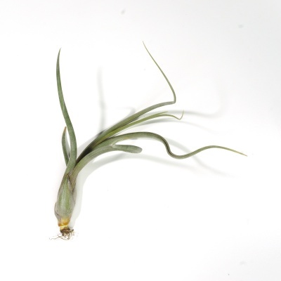 Planta Tillandsia verde acinzentada com raiz exposta sobre fundo branco