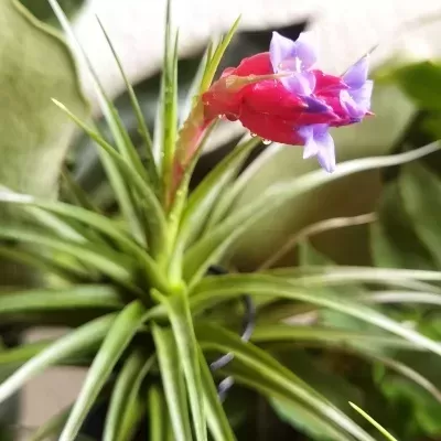 Detalhe de planta Tillandsia aeranthos ‘Negra’ em flor com bráctea rosa vibrante e pequenas flores
