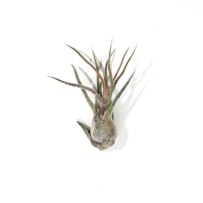 Planta Tillandsia com folhas finas e longas em tons de verde e castanho
