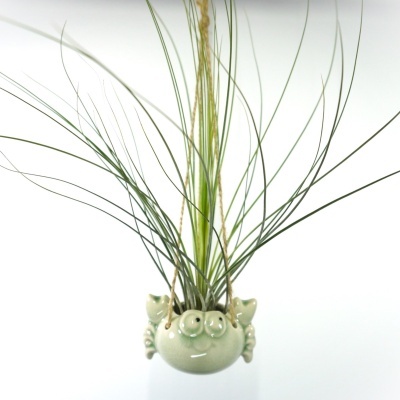 Jardineira suspensa em cerâmica verde clara com planta e cordas de sisal