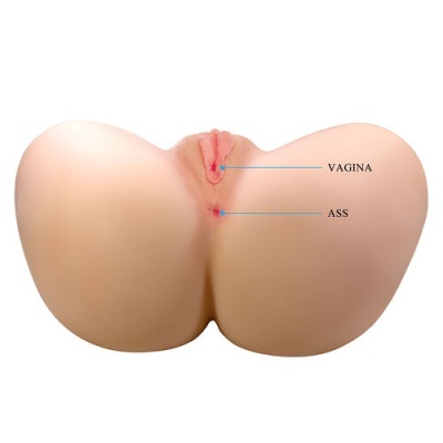 Modelo anatómico com etiquetas VAGINA e ASS em fundo branco