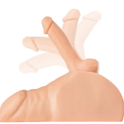 Figura anatómica realista de órgão masculino ereto em movimento