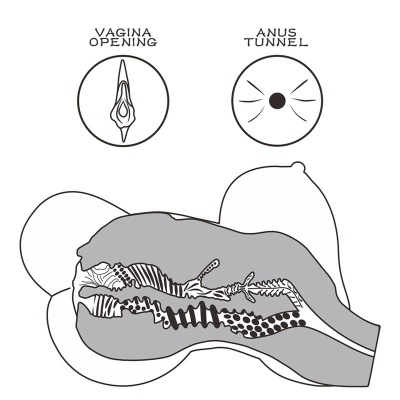 Ilustração anatómica da abertura da vagina e do túnel do ânus em corte lateral.