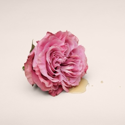 Rosa cor-de-rosa com líquido amarelo claro derramado em fundo bege