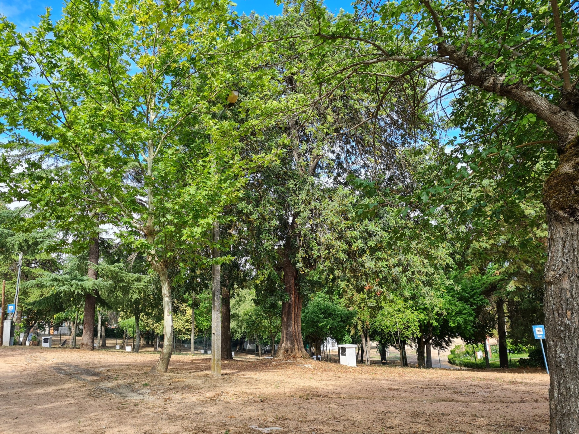 Festas do Povo de Campo Maior 2026 - Pack Camping Piedade em Elvas Parque com várias árvores de folhas verdes e chão de terra batida