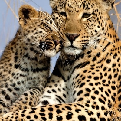 Dois leopardos abraçados na savana com grama seca e céu azul