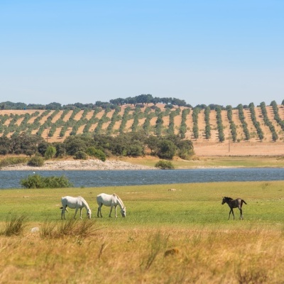 Campo verde com cavalos junto a lago e colinas com árvores alinhadas