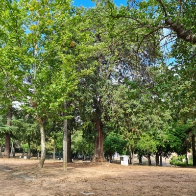 Parque com várias árvores de folhas verdes e chão de terra batida
