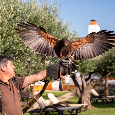Homem segura falcão com asas abertas no braço com luva de couro