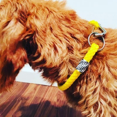 Coleira trançada amarela para cão com argola metálica em cão castanho claro