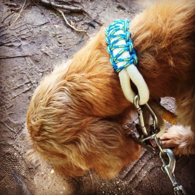 Cão com colar azul, verde e branco e trela metálica no chão