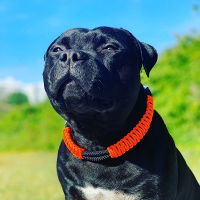 Cão preto com coleira laranja e preta em corda trançada ao ar livre