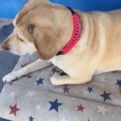 Cão com coleira rosa fluorescente deitado em almofada com estrelas