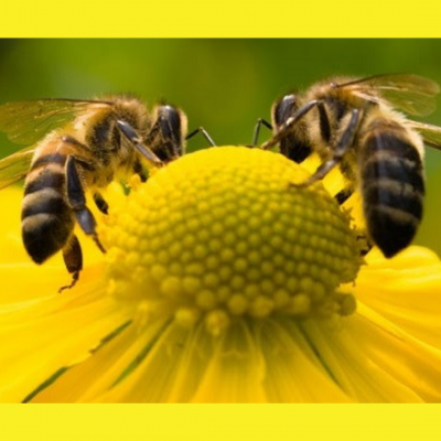 António Garcia Apicultura