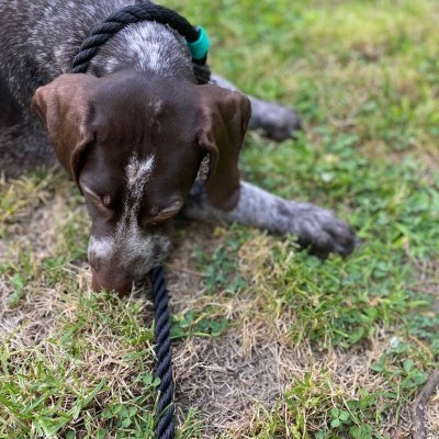 Cão a morder uma corda preta com pega verde, em relva