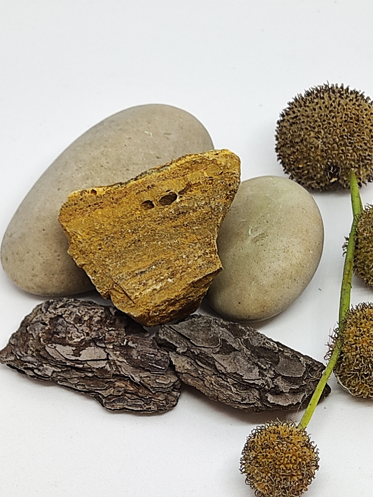 Pedras cinzentas, pedaço de madeira, cascas escuras e bolas espinhosas castanhas sobre fundo branco.