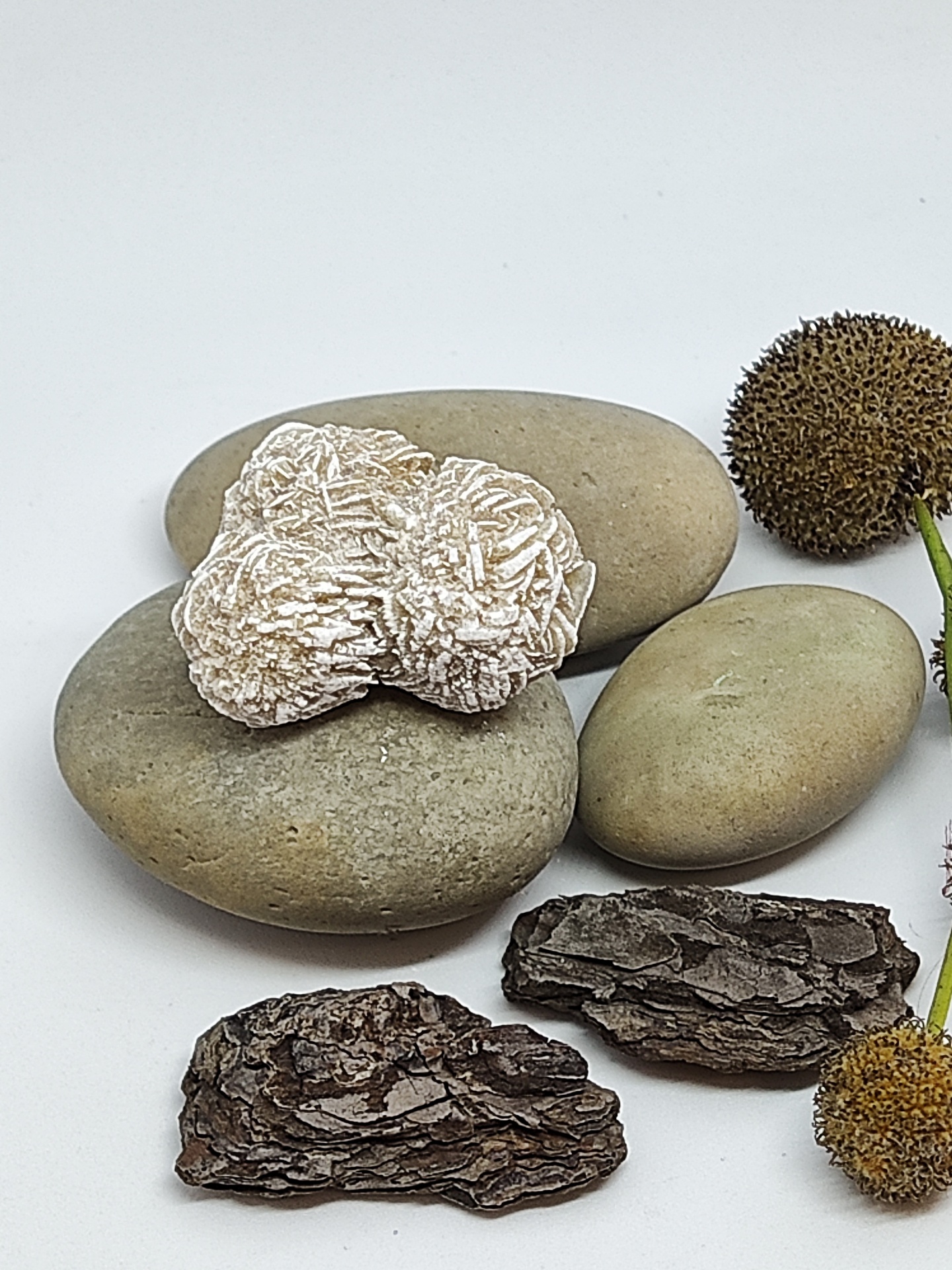 Pedras, concha, cascas secas e sementes decorativas sobre fundo branco