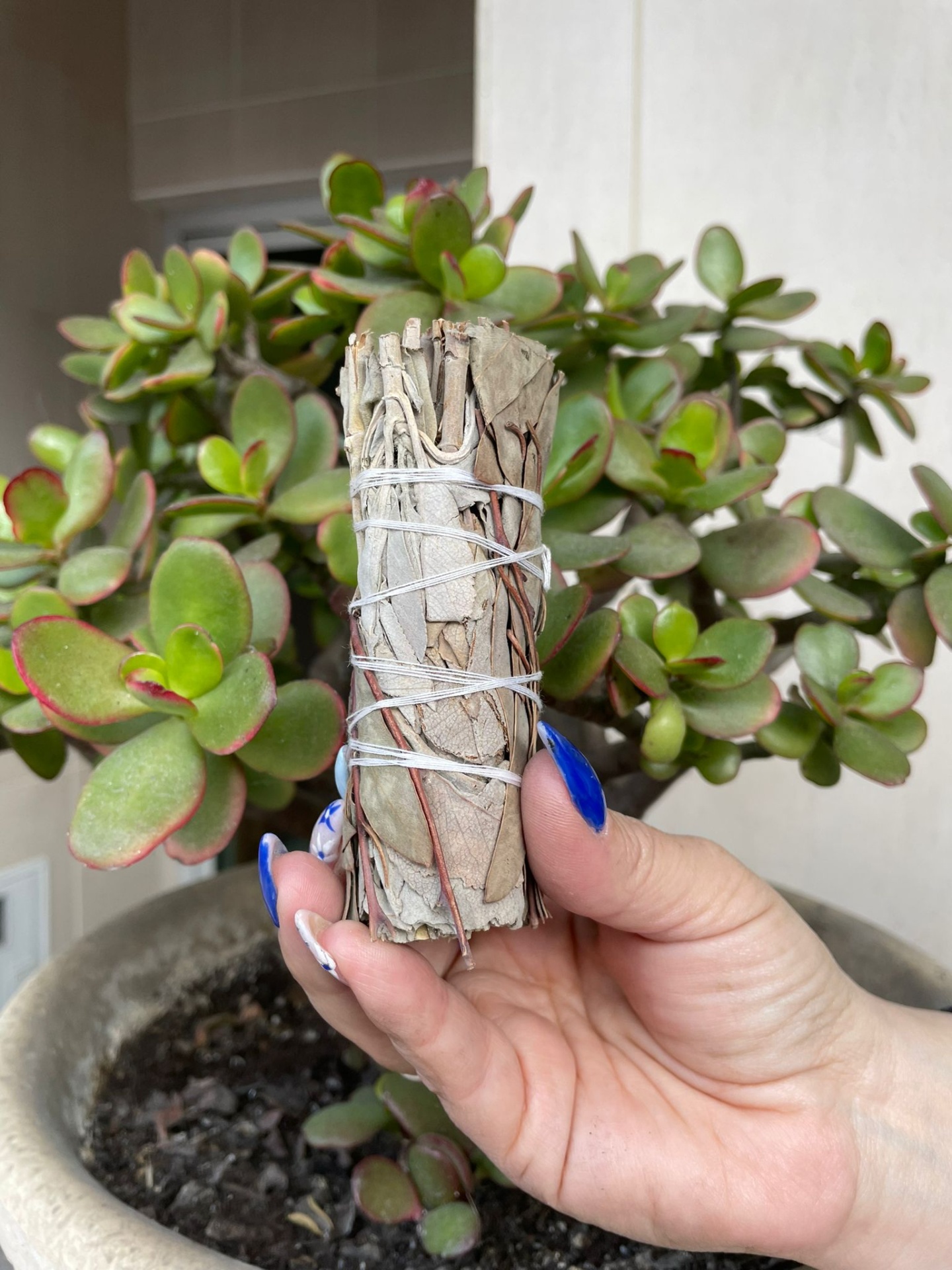 Feixe de folhas secas amarrado na mão diante de planta suculenta em vaso