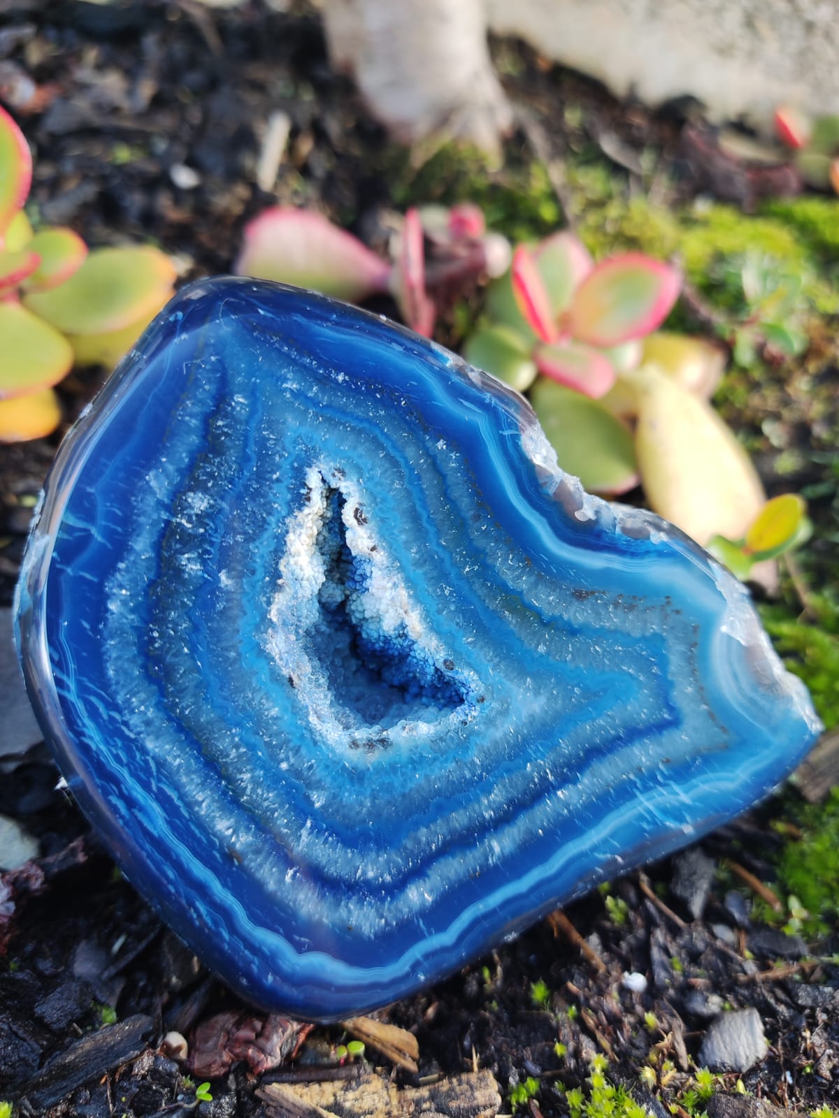 Geoda de ágata azul com padrões concêntricos em solo natural com plantas suculentas.