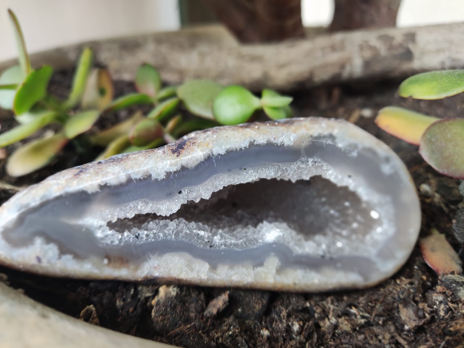 Geode com cristais brilhantes no interior e plantas suculentas ao redor