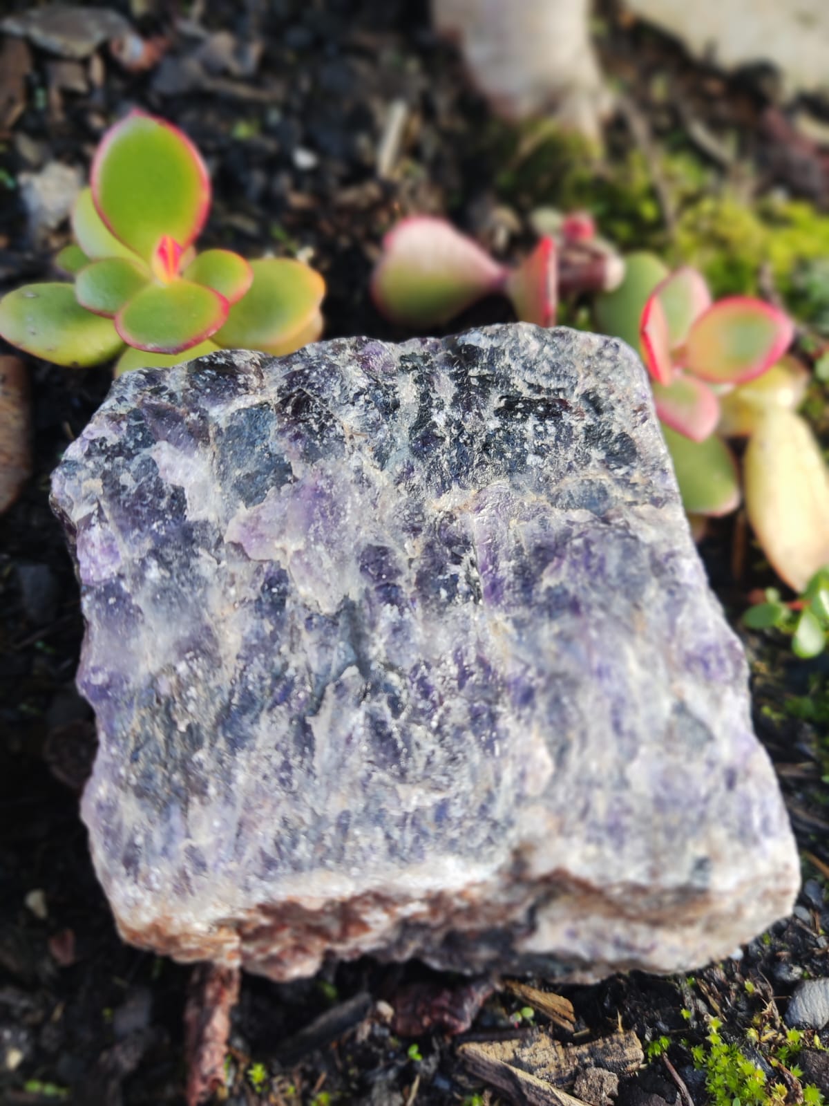 Pedra mineral roxa com plantas suculentas em fundo de terra