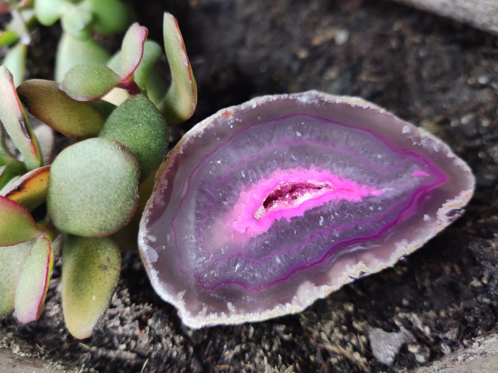 Fatia polida de ágata rosa e roxa ao lado de planta suculenta verde em terra.