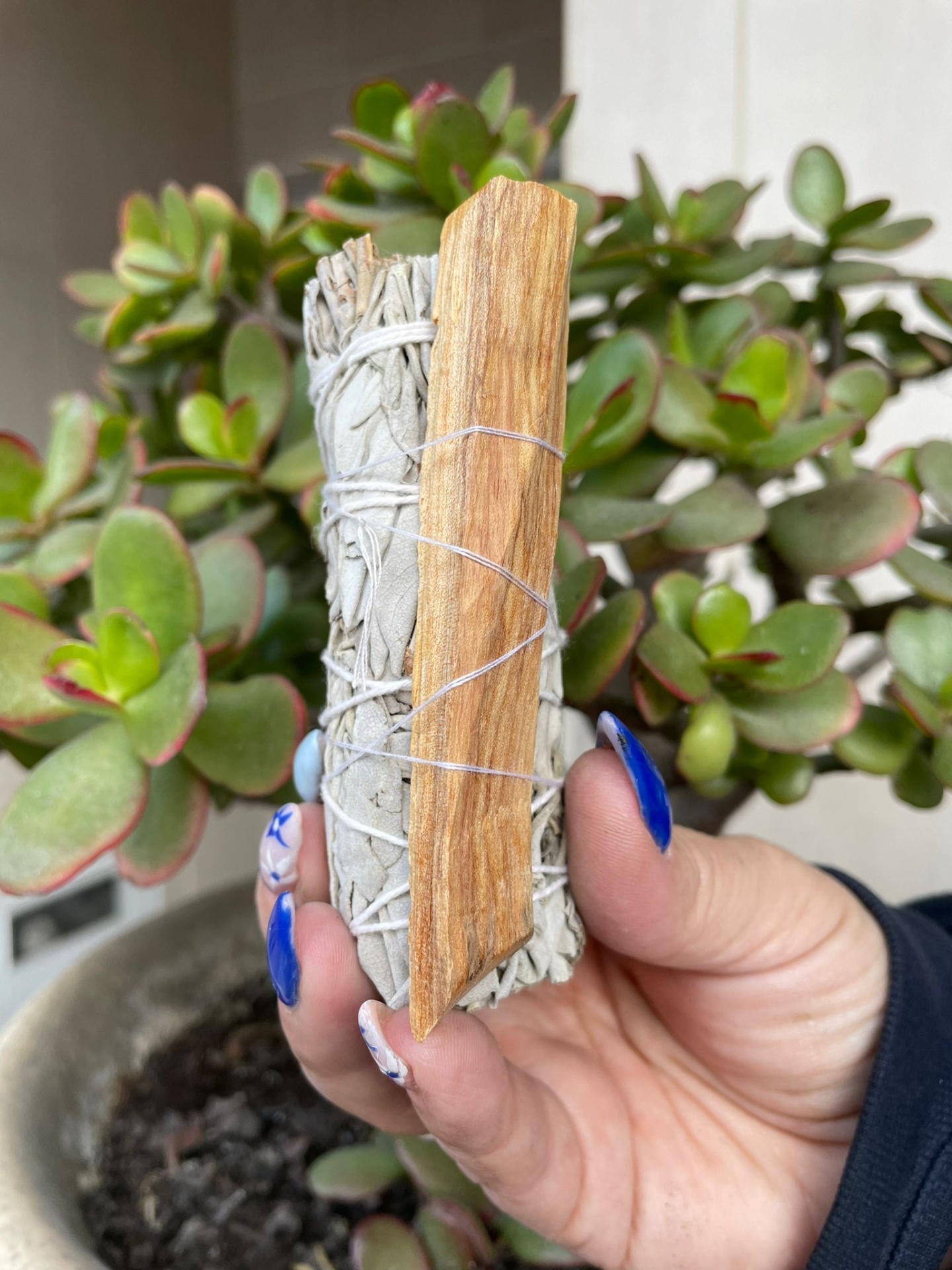 Feixe de sálvia branca e pau castanho segurados por mão com unhas azuis, planta suculenta ao fundo.